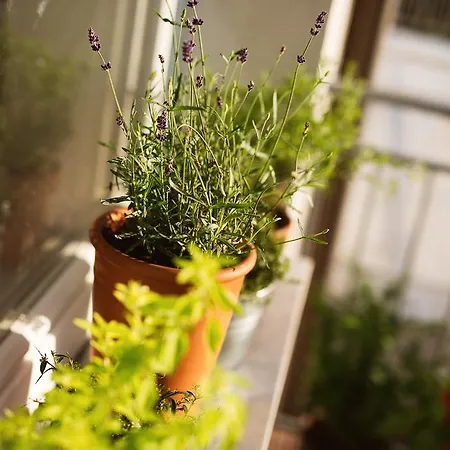 Garden Apartmán