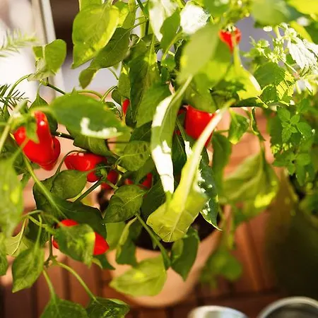 Garden 아파트 *